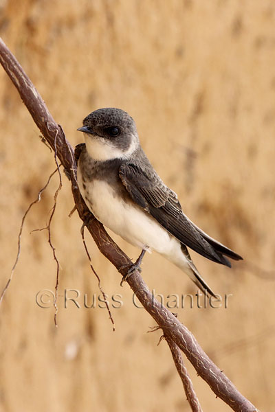 Bank Swallow © Russ Chantler